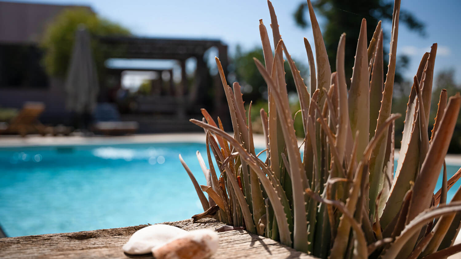 swimming pool and cactus for home page